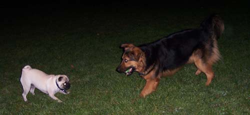 Sheba and Gimley Face Off