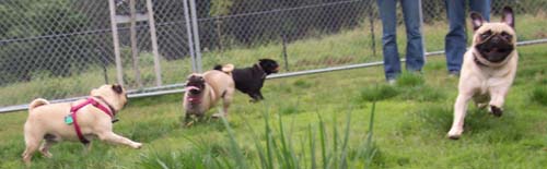 San Jose Pug Chasing