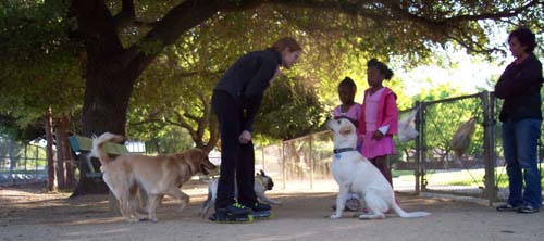 Atlas sitting, Daisy chasing Sheba