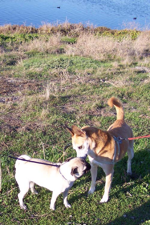 Sheba and Friend and Ducks