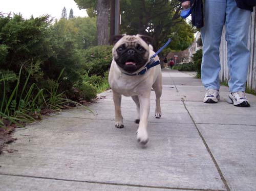 Sheba taking a happy walk