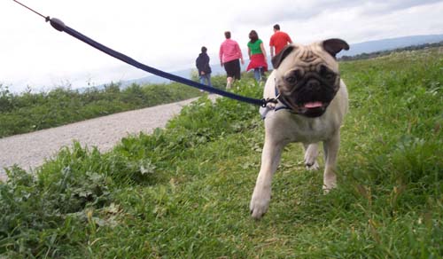 Sheba running back with a smile