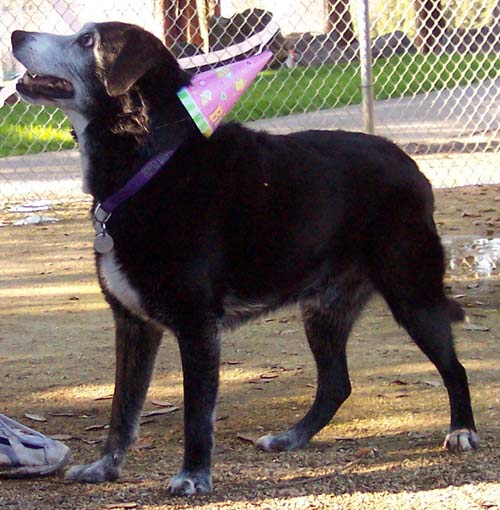 Pepper wearing a hat of fun