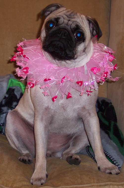 Happy Birthday to Sheba