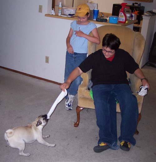 Adam v. Sheba Pug of War