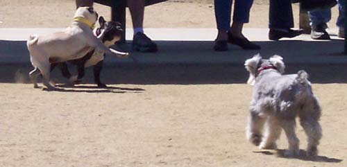 Sheba playing Puppy games - like Puppy Punch