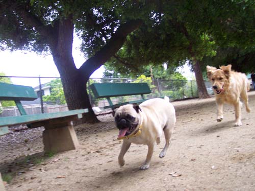 Daisy and Sheba running to the left