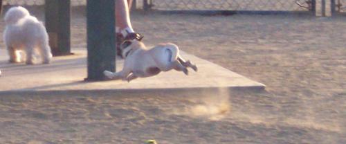 Little Sheba flying
