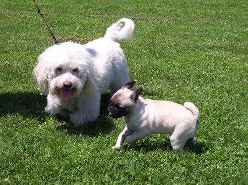Sheba and Blanco having fun!