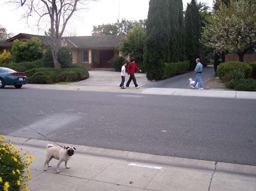 People and pups walking