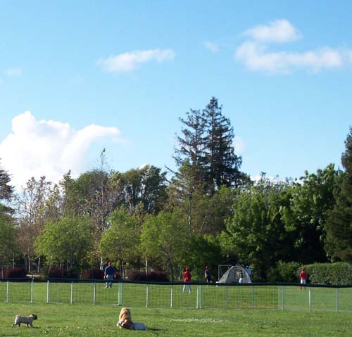 Atlas, Daisy and Sheba Ron a nice day