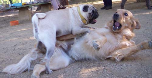 Daisy and Sheba playing in the dir