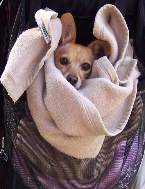 Lucky Warm Puppy Who Is Carried by Peep