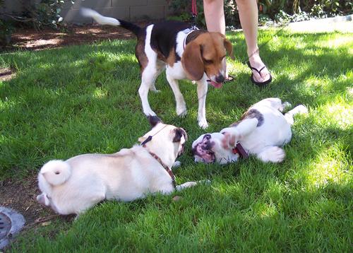 Brutus and Little Sheba lie down, while Toby watches