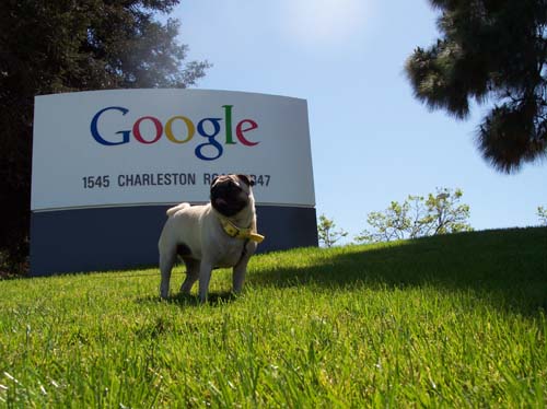 Sheba and the Google sign