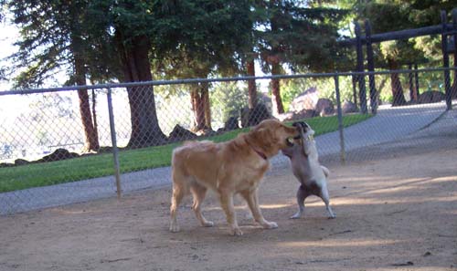 Sheba balancing on Daisy