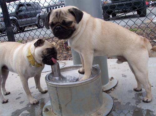 Roy and Sheba - Roy standing in the water bowl