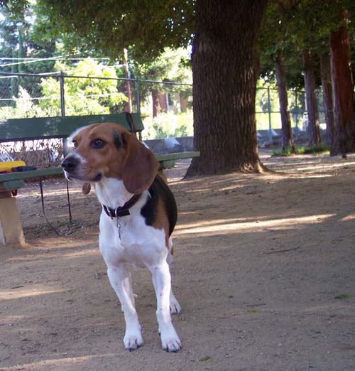 Toby watching the action