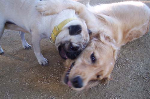 Daisy and Sheba hugging