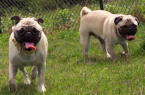 Sheba and Roy Posing for the Cameras