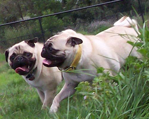 Roy and Sheba take a walk