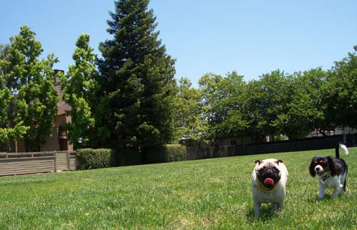Charlie chasing Sheba
