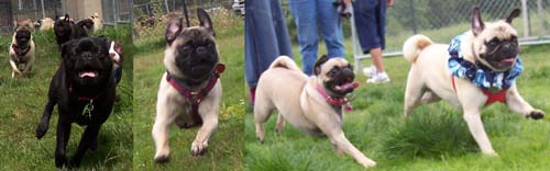 San Jose Pug Chasing