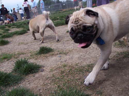 Sheba having a Fun Day