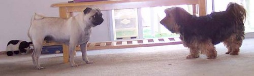 Sheba and Otis looking at each other