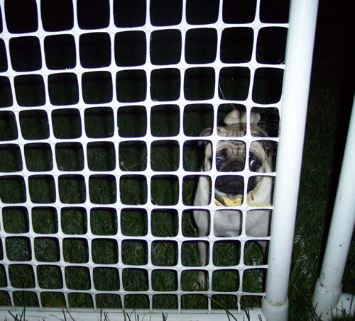 Sheba wanting to play with the Wolf