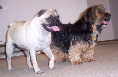 Sheba and Otis ready to go outside