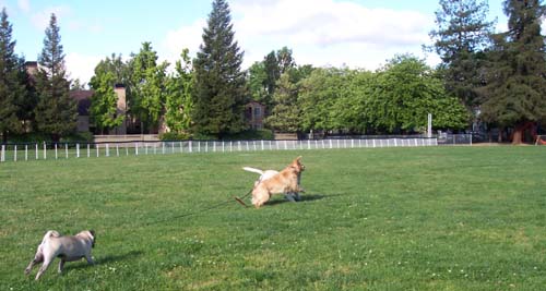 Atlas, Daisy and Sheba Running on the Green Grass