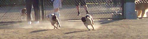 Roy and Sheba chasing fun