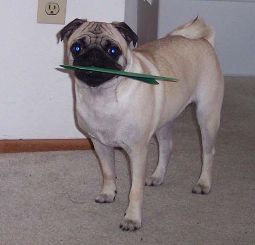 Sheba with her gift card