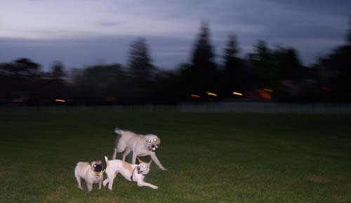Atlas, Sheba and Leo running together