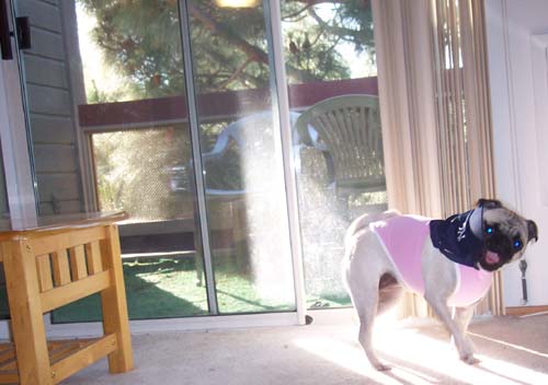 Sheba Pink and the Yankees