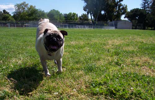 Sheba running with a smile