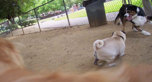 CG and Sheba playing