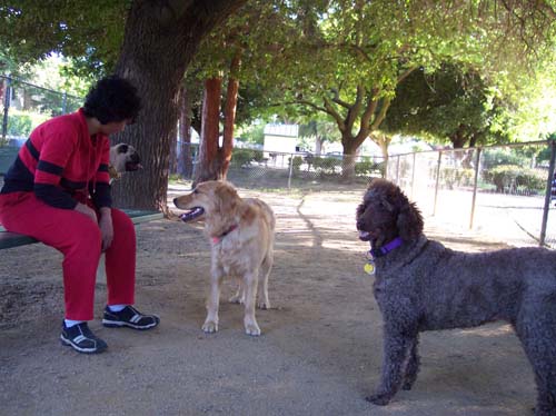 Camille, Daisy and Sheba