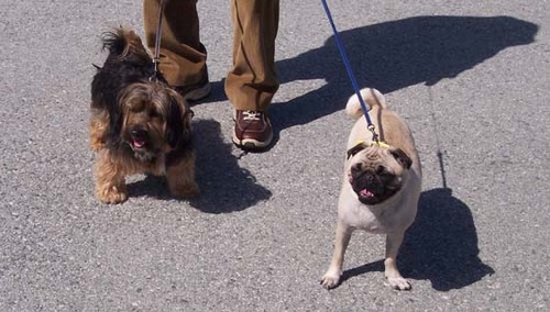 Otis and Sheba outside in the sun