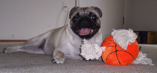 Happy Sheba and new basketball