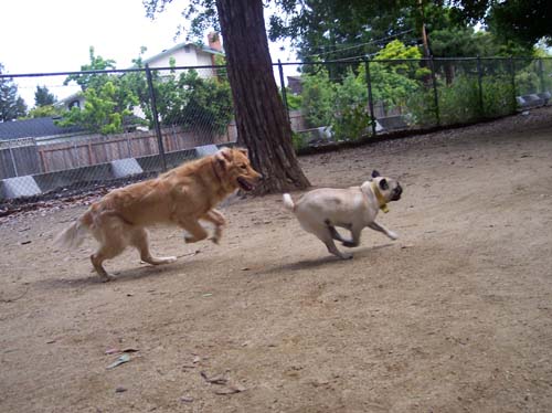 Daisy and Sheba running to the right