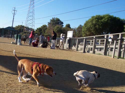 Maggie and Sheba turning the corner