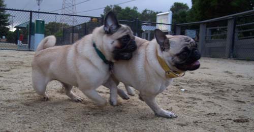 Sheba and Roy chasing