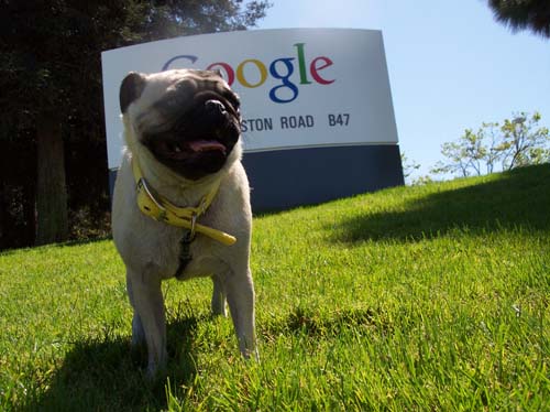 Sheba and the Google sign