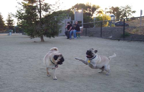 Battle of the Pugs