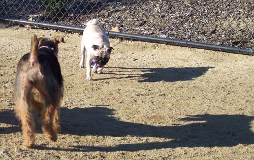 Stand off at the park