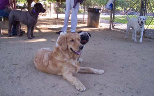 Sheba and Daisy smiling