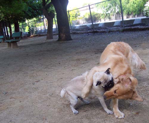 Daisy hugs Sheba during a face off