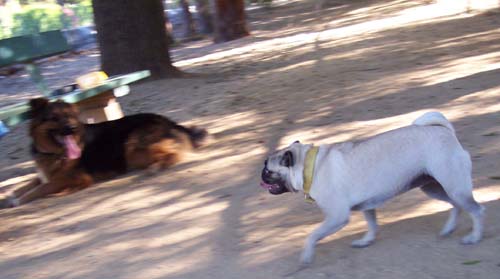 Gimley watching Sheba